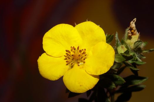 Yellow flower blossom close up botanical background big size high quality prints dasiphora fruticosa family thymelaeaceae wall posters