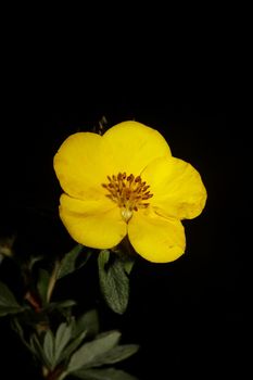 Yellow flower blossom close up botanical background big size high quality prints dasiphora fruticosa family thymelaeaceae wall posters