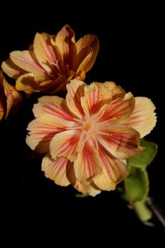 Flower blossoming close up modern botanical background lewisia cotyledon family montiaceae big size high quality prints home decoration