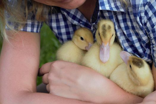 Close-up of Yong woman holding a yellow duckling in her hands in countryside. Rural scene. Farming and gardening