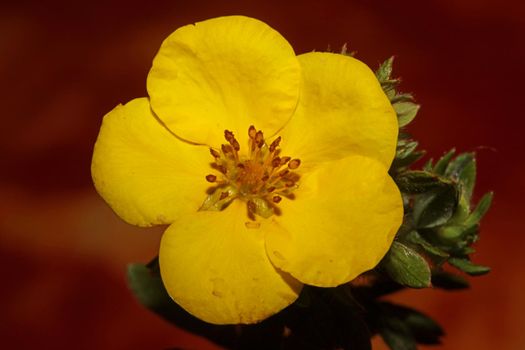 Yellow flower blossom close up botanical background big size high quality prints dasiphora fruticosa family thymelaeaceae wall posters