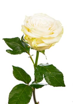 one white rose on a white background.