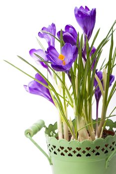 purple spring flowers in a pot on a white