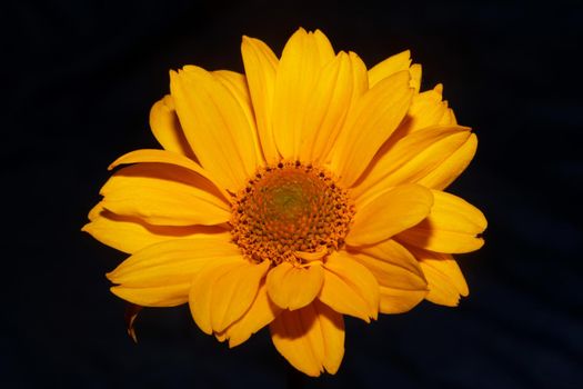 Yellow flower blossom close up botanical background heliopsis helianthoides family compositae big size metal prints high quality nature picture