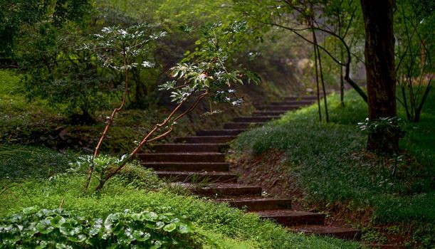 beautiful vegetation, bright flowering plants of the Batumi Botanical Garden.