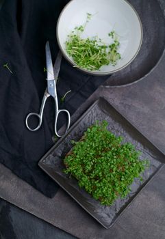 Fresh microgreens on a black background. Growing sprouts for a healthy salad. Eat Right, Stay Young and Modern Restaurant Cuisine Concept