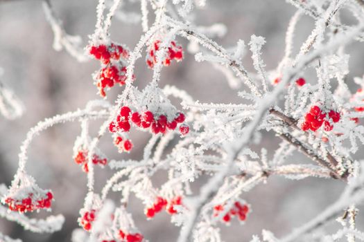 Red winter viburnum covered by snow and ice crystals. natural berries at sunny winter day. viburnum bush at frosy branch landscape