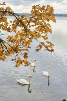 White swans swim in the lake. Kaliningrad region. High-quality photo