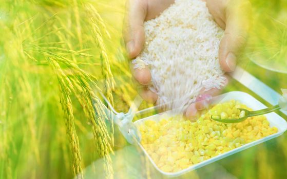 Hand holding rice, paddy field, and black spoon scoop yellow sweet corn from white bowl. Global food crisis concept. Organic food. Food import and export business. Corn and rice market background.