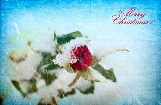 New year and Christmas card with a picture of a bouquet of roses in the snow and a congratulatory inscription.