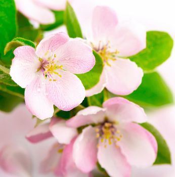 apple tree blossoms with green leaves isolated on white background