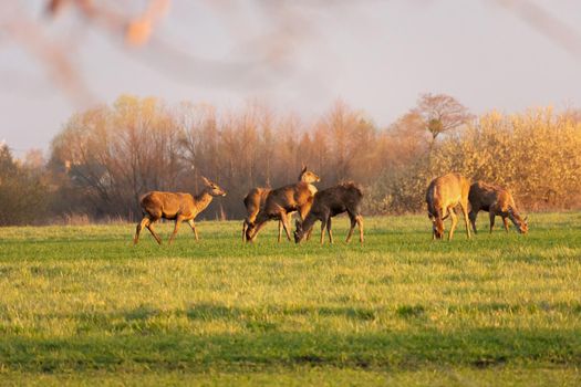 A herd of female red deers is grazing on a meadow, spring wildlife