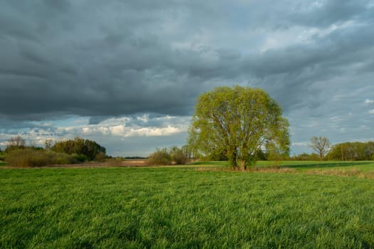 A large tree on a meadow and a cloudy sky, spring day