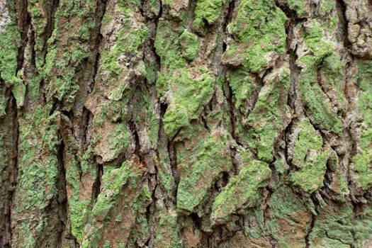 Old tree bark green brown texture on close-up