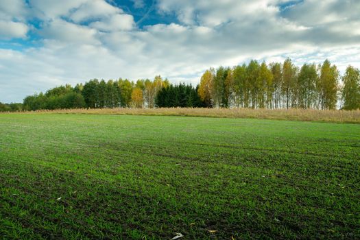 Growth of green grain in the field, trees and clouds on the sky, October day