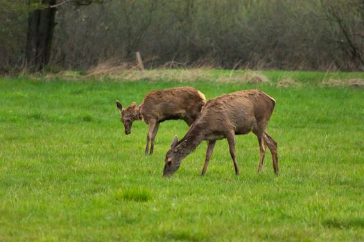 Two doe red deer grazing on a meadow, spring day