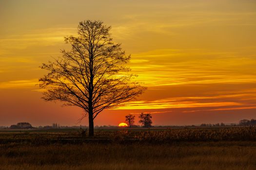 Big tree and orange sky during sunset, autumn view