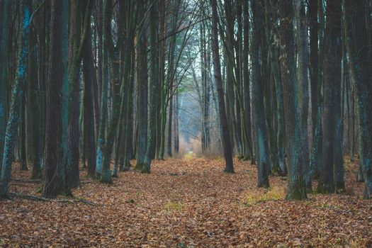 Avenue with leaves in a moody autumn forest