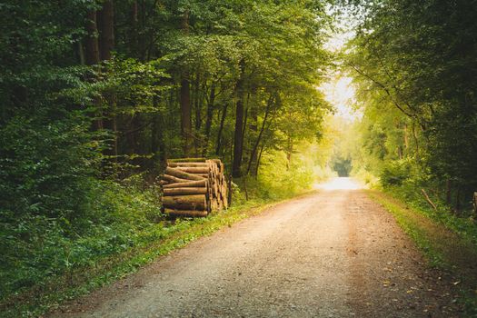 Dirt road through a moody green forest, summer view