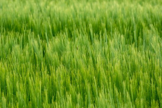 Green dense ears of barley, cereal background, close up