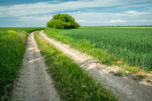 Dirt road through green farmland, June spring sunny day