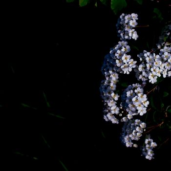 Dramatic White spirea Flowers on dark background. High quality photo