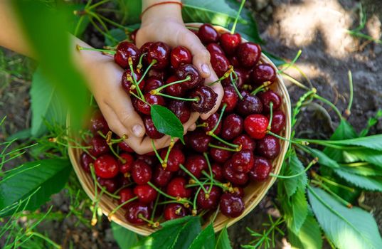 A child harvests cherries in the garden. Selective focus. Food.