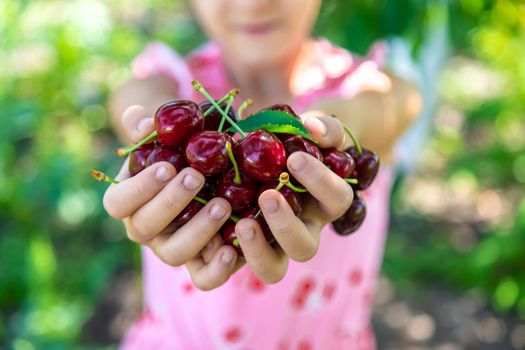 A child harvests cherries in the garden. Selective focus. Food.