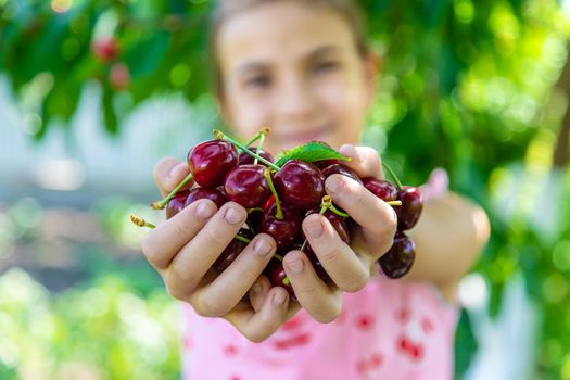 A child harvests cherries in the garden. Selective focus. Food.