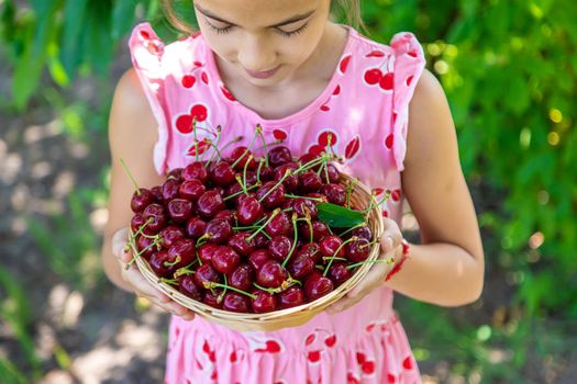 A child harvests cherries in the garden. Selective focus. Food.