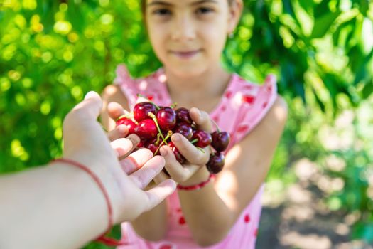 A child harvests cherries in the garden. Selective focus. Food.