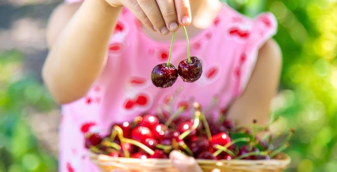 A child harvests cherries in the garden. Selective focus. Food.