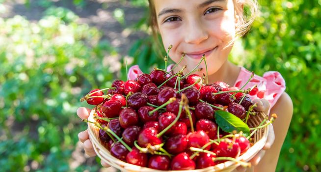 A child harvests cherries in the garden. Selective focus. Food.