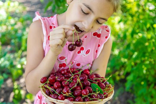 A child harvests cherries in the garden. Selective focus. Food.