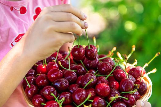 A child harvests cherries in the garden. Selective focus. Food.