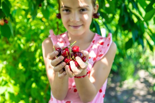 A child harvests cherries in the garden. Selective focus. Food.