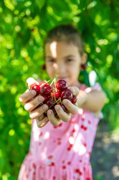 A child harvests cherries in the garden. Selective focus. Food.