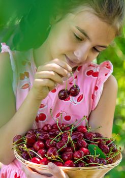 A child harvests cherries in the garden. Selective focus. Food.