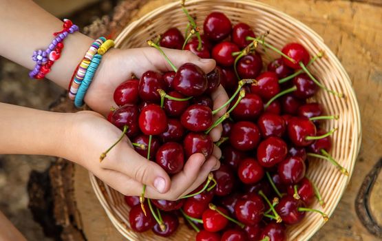 A child harvests cherries in the garden. Selective focus. Food.