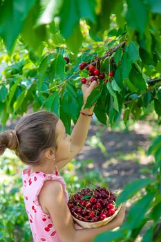 A child harvests cherries in the garden. Selective focus. Food.