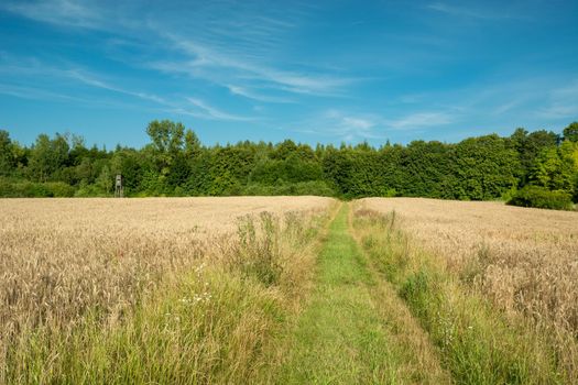Grassy path to the forest between fields with cereals, summer day