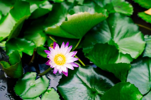 Beautiful purple waterlily or lotus flower in pond dark green background