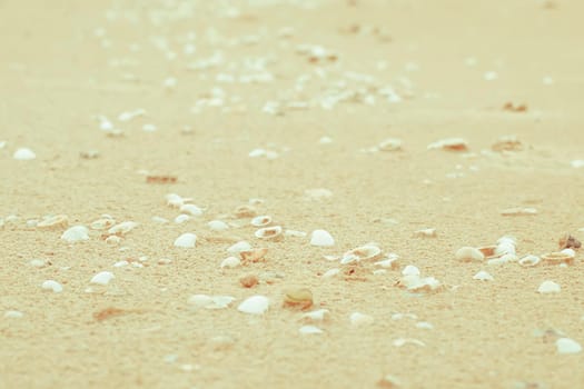 Sea shells on sand. Summer beach background. Top view . Sand texture. Beach background. take care nature concept idea . save ocean and sea .