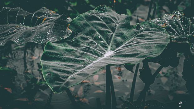 Leaves with drops of water. dews Dark green foliage with serrated leaves glistening with raindrops. Low key, horizontal background or banner. -