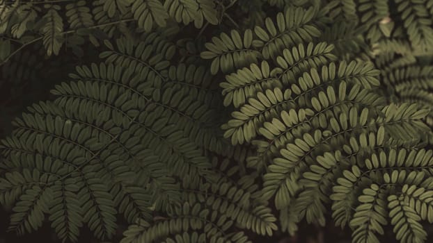 Fern leaf in the forest. Green fern leaves on dark backgound of shadow forest