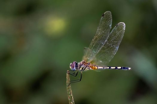 Beautiful color side of Dragonfly Close up macro small insect animal on plant long tail translucent wings wildlife in summer environment nature field over blur green background