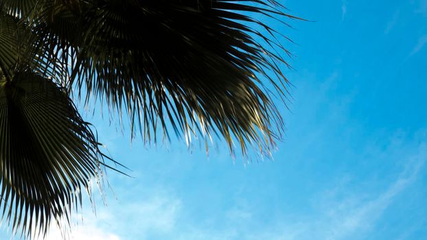 Closeup on green palm tree leaf on beautiful . Coconut Palm tree with blue sky,beautiful tropical background. Coconut palm tree under summer sky. Tropical vibes.