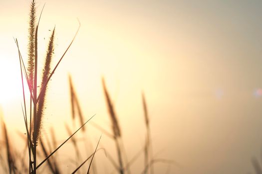 meadow flowers in early sunny fresh morning. Vintage autumn landscape  . Vintage photo and Abstract blurred background. Meadow in sunset warm light  . Beautiful Nature Sunset Landscape.