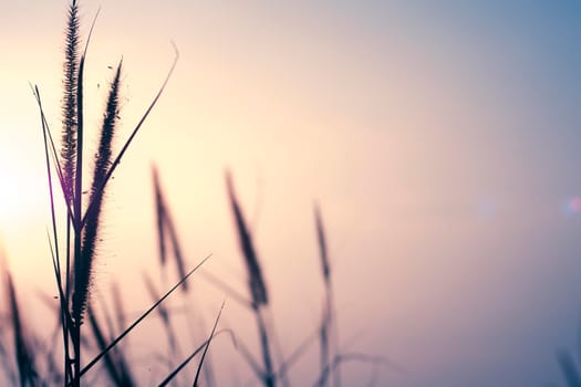 meadow flowers in early sunny fresh morning. Vintage autumn landscape  . Vintage photo and Abstract blurred background. Meadow in sunset warm light  . Beautiful Nature Sunset Landscape.