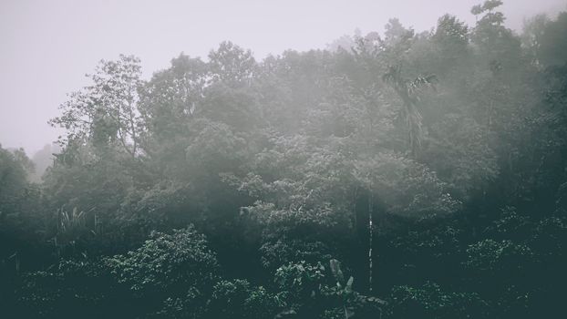 Misty landscape with fir forest in hipster vintage retro style. Fairy tale spooky looking woods in a misty day. Cold foggy morning in horror forest